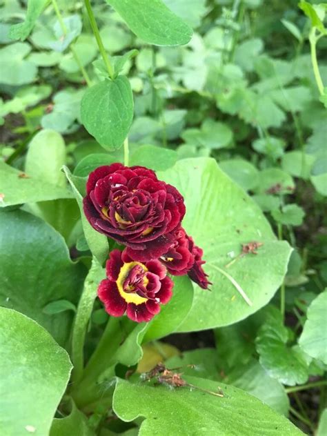 Ушковая примула Кримсон Глоу (Primula auricula Crimson glow)
