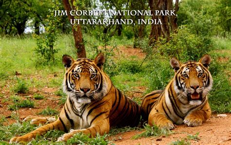 Jim Corbett National Park | Beautiful Places