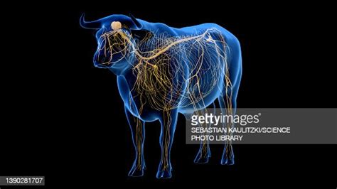 Cattle Nervous System Illustration High Res Vector Graphic Getty Images