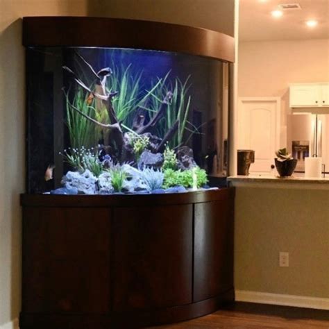 Custom Aquariums Fish Gallery