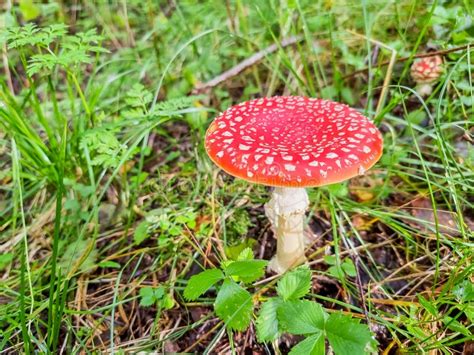 Red Poisonous Mushroom In Nature Amanita Muscaria Fly Agaric Fungus