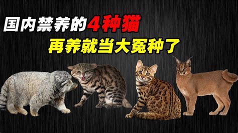 国内被“禁养”的四种猫，不要被外表欺骗了，再养就是大冤种了 Youtube