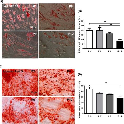 Adipogenic And Osteogenic Differentiation Potentials Of Hemscs At