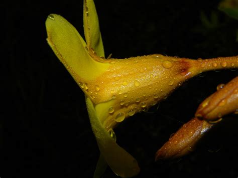 Allamanda Schottii Pohl Cultivada Vascular Plants Of The Flickr