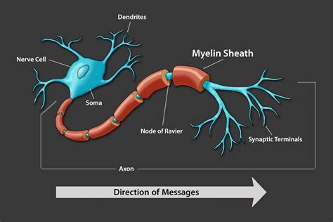 The Functions Of The Myelin Sheath