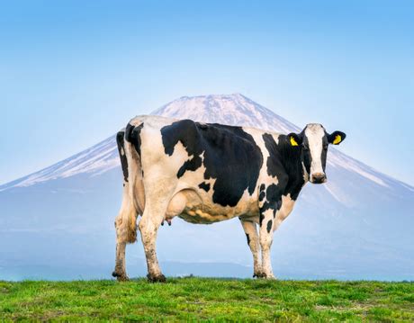 The role of feed additives in feed - Polifar