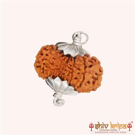 17 Mukhi Rudraksha Indonesian Lab Certified Bead Buy Now