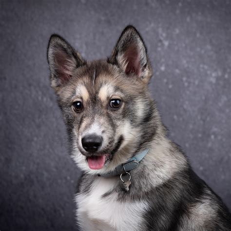 6 Month Old Pomsky Polar R Pomsky