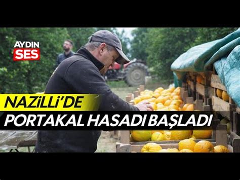 Nazilli de portakal hasadı başladı YouTube