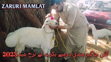 Gali Jageer Bakra Mandi Fatehjang Latest Update May