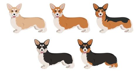 Black Headed Tri Color Corgi