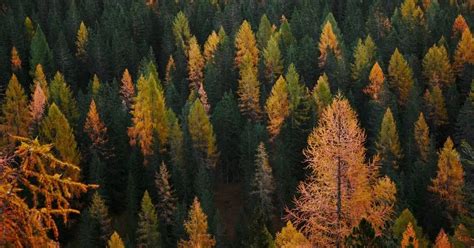 Cos Il Bostrico La Minaccia Che Stanno Affrontando Le Foreste