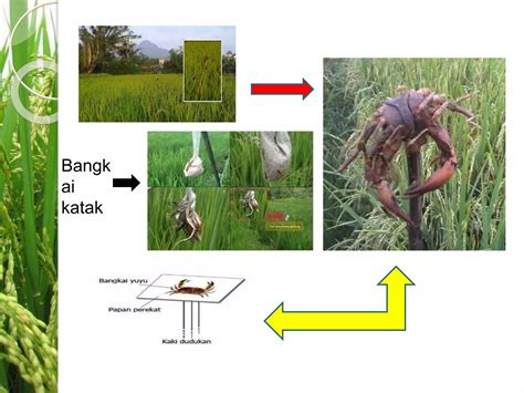 tafsir mimpi 3d walang sangit 7