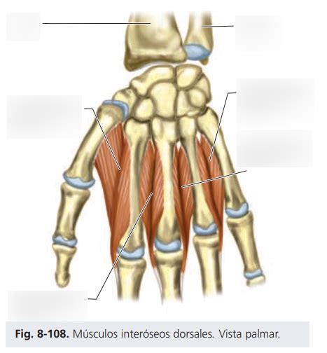 Diagrama De Músculos Interóseos Dorsales Vista Palmar Quizlet