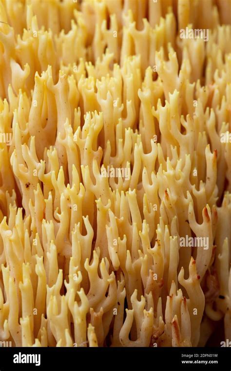 Coral De Rama Estricta Fotografías E Imágenes De Alta Resolución Alamy