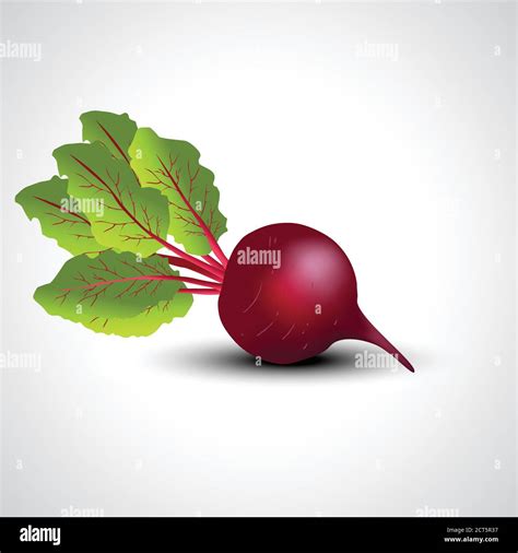 Fresh Beetroot Isolated White Background Vector Illustration Stock