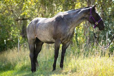 10 Common Blue Roan Horse Breeds (With Pictures & Cost)