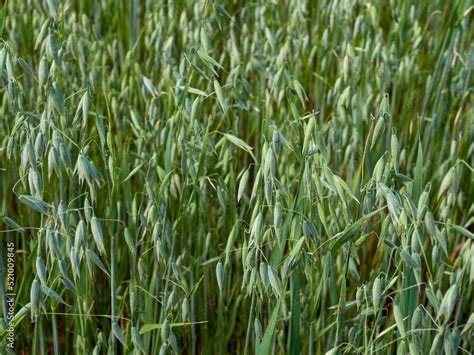 Green grass texture background, Green lawn, Backyard background, Grass ...