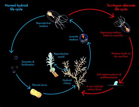 The Real Immortal Jellyfish