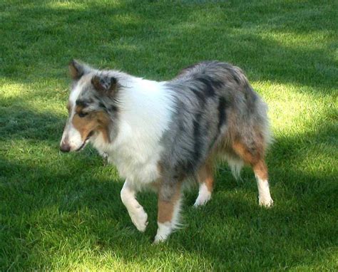 CISR - Sheltie Colors