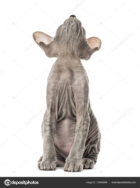 All White Peterbald Kittens