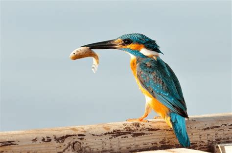 33,748 Birds Eating Fish Royalty-Free Images, Stock Photos & Pictures ...