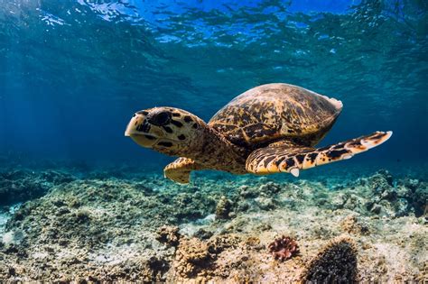 sea animals turtle underwater hd wallpaper
