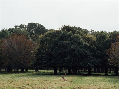 Rboles En El Campo Contra Un Cielo Despejado Foto Premium