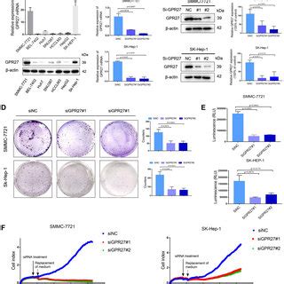 Knockdown Of Gpr Induces S Phase Arrest In Hcc Cells A Cell Cycle