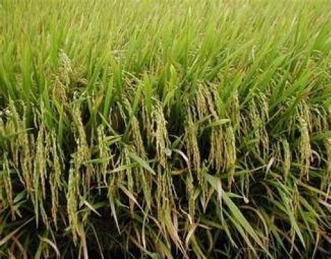 Arroz An Lise Agromensal Cepea Esalq Novembro Brasilagro