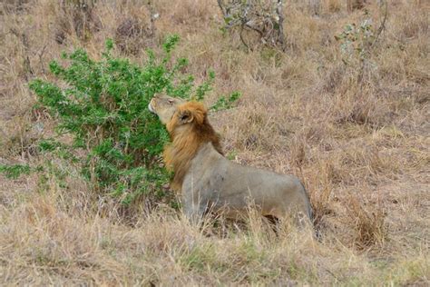 5 Days Safari Mikumi Ruaha National Park And Udzungwa National Park