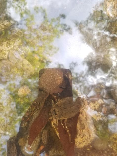 Lethocerus Medius From Cochise County Us Az Us On May At