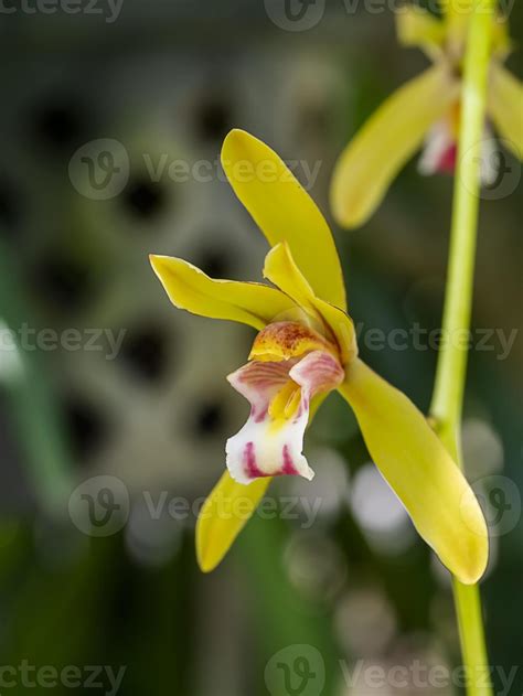 Yellow Cymbidium Finlaysonianum Flower On Tree With Blur Background