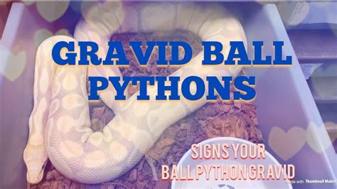 How To Tell Your Female Ball Python Is Gravid Youtube