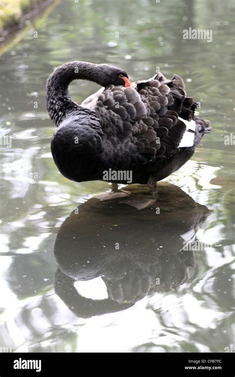 black swan in the pool Stock Photo - Alamy