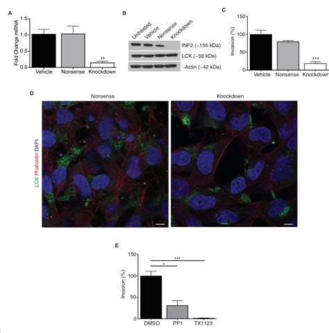 Figure 1 From Inverted Formin 2 Regulates Intracellular Trafficking