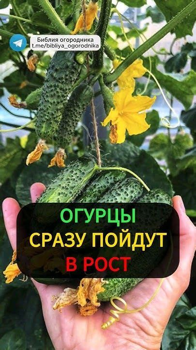 Убойная подкормка для огурцов: секрет быстрого роста зеленой массы # ...