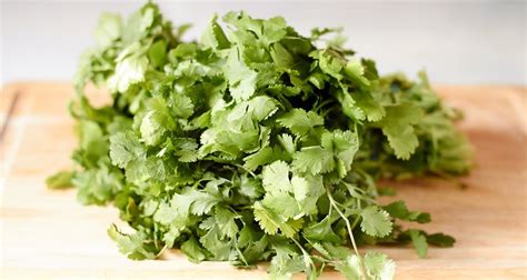 How To Boil Cilantro Our Everyday Life