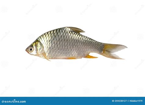 The Prussian Carp, Silver Prussian Carp Stock Image - Image of fish, nutrition: 259238127