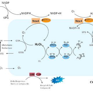 Depiction Of Endoplasmic Reticulum ER Redox Communication By