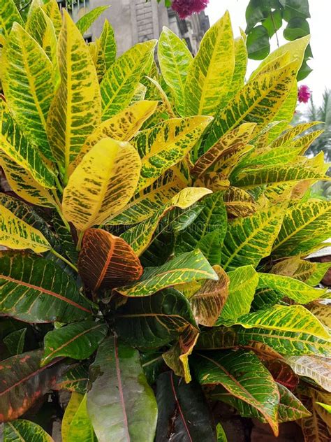 Garden Croton Plant Is A Indoor Plant Stock Photo Image Of Leaf