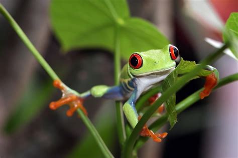 Primer Plano De La Rana Arbor Cola De Ojos Rojos En Hojas Verdes Foto