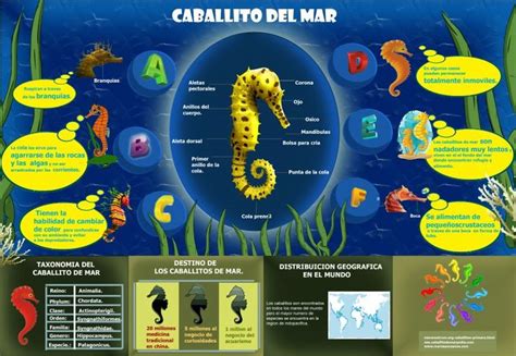 Infograf A Sobre Los Caballitos De Mar Caballito De Mar Proyectos De