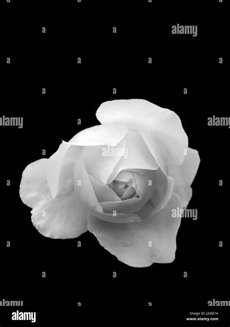 White Rose Flower Black Background Huge Inventory | www.pinnaxis.com