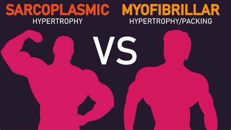 Myofibrillar Hypertrophy Workout Plan | EOUA Blog