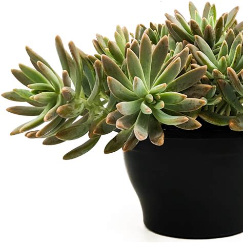 Sedeveria Succulents For Sale