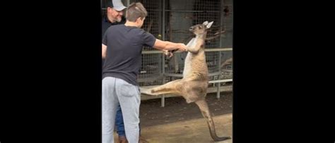 Video Shows Multiple American Tourists Fighting Off Feisty Kangaroo At ...