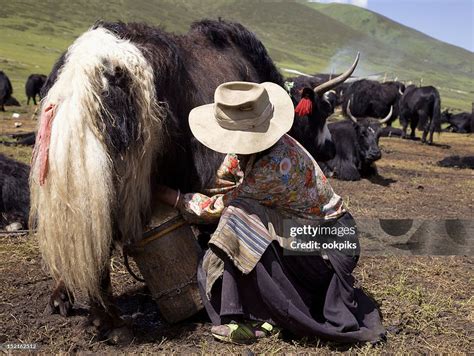 Milking A Yak In Tibet High-Res Stock Photo - Getty Images