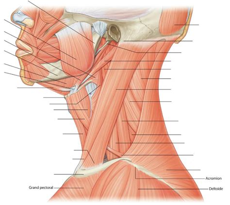 Diagramme De Muscle Du Cou Vue Lat Rale Quizlet