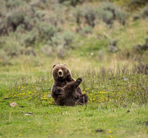 Grizzlies of Yellowstone: Legends and Survival — OdysseyFive Photography